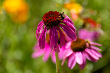 Honeybee on Purple Coneflower in Yampa River Botanical Garden