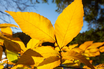 Naklejka na ściany i meble Yellow beech leaves in autumn at Buckingham Reservoir in Connecticut.