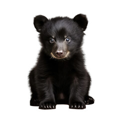 black bear cub isolated on transparent background