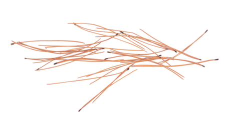 Autumn conifer leaves, needles isolated on white, top view 