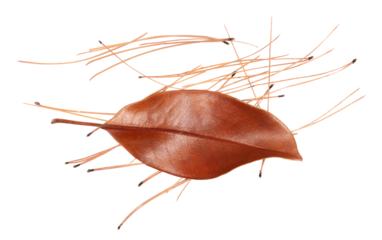 Autumn dry leaf and conifer leaves, needles isolated on white, top view 