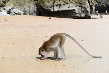 A monkey in search of food