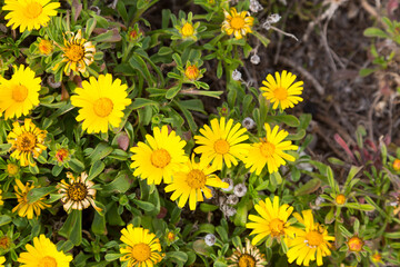 yellow daisies, spring flowers, wildflowers by the sea