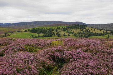 Fototapeta na wymiar Heather in Blossom in the Cairngorm National Park near Braemar, Aberdeenshire, Highland Scotland