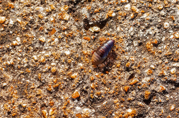 Cockroach On Concrete Pavement
