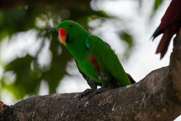 Male Eclectus roratus, The eclectus parrot relaxing in his nest in the conservation forest