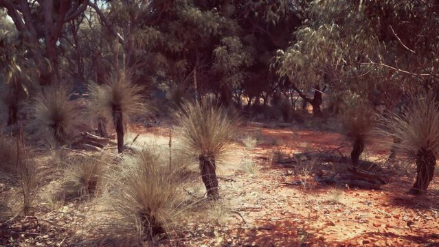 South Africa landscape with green trees