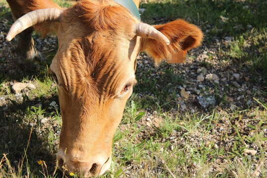 vaca, vaca pastando, moscas en el ojo de una vaca, pacer, quietud, cabeza abajo, rumiar, rumiante, 