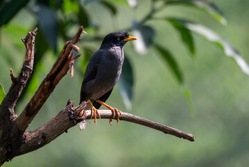 The Javan myna, Acridotheres javanicus, also known as the white vented myna, is a species of myna. It is a member of the starling family.