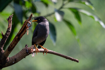 The Javan myna, Acridotheres javanicus, also known as the white vented myna, is a species of myna. It is a member of the starling family.