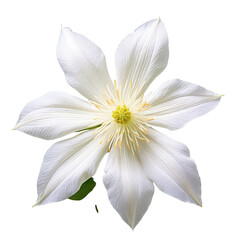 white clematis flowerhead in closeup