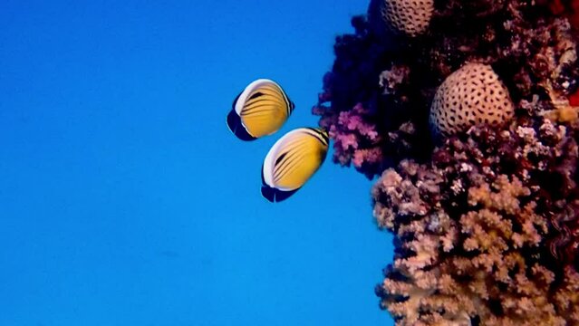 Underwater video of Blacktail Butterflyfish - (Chaetodon austriacus) 