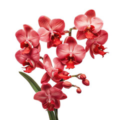 Red vanda orchid flowers isolated on transparent background are stunning - obrazy, fototapety, plakaty