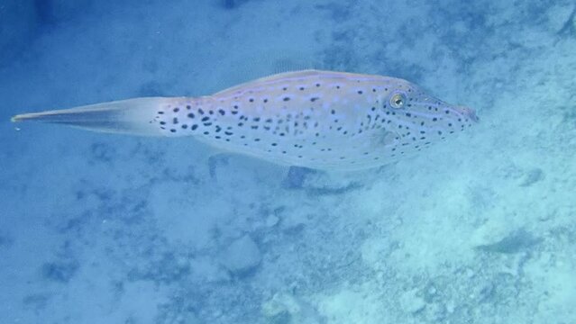 Uw video of scrawled filefish - Aluterus scriptus

