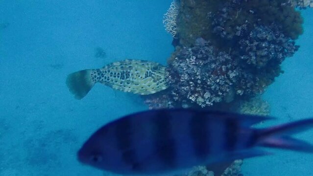 Uw video of scrawled filefish - Aluterus scriptus
