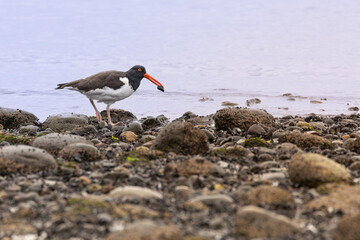 oystercatcher