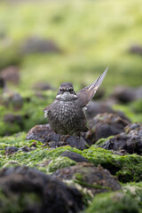 bird