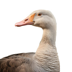 A profile picture of a Greylag goose