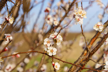 Obraz premium A bee on a fruit tree flower pollinates in early spring. Spring background with copy space