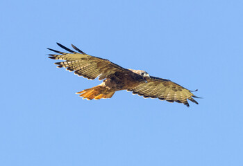 Red-tailed Hawk