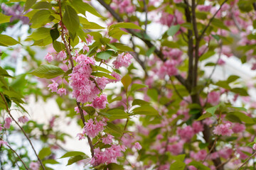 Sakura tree flowers in early spring. Blossoming season of cherry and plum trees. Background with selective focus