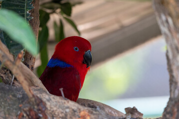 Female Eclectus roratus, The eclectus parrot relaxing in her nest in the conservation forest