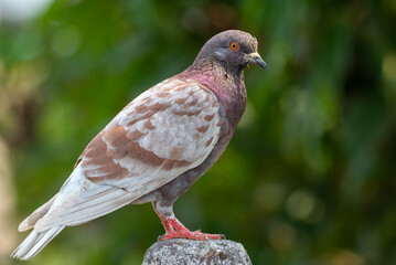 Pigeon perching on branch. The domestic pigeon, Columba livia domestica or Columba livia forma domestica