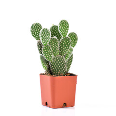 Cactus isolated on white background
