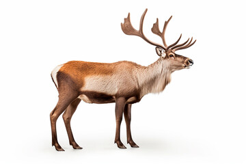 Caribou isolated on a white background. Animal right side view portrait.