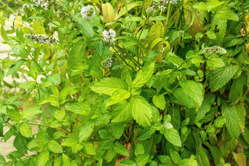 Peppermint bush growing in summer garden.High quality photo