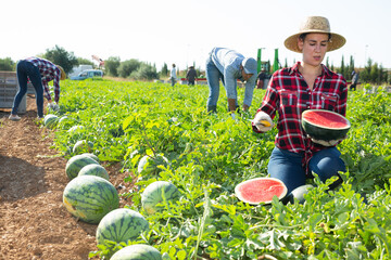 Naklejka na ściany i meble Female seasonal worker posing on field at fruit farm with new crop of organic watermelons, holding juicy seedless watermelon cut in half