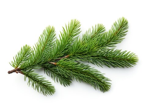 Winter Accent: Spruce Branch on a Clear Background