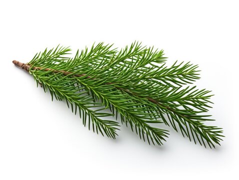 Detailed spruce branch with prominent green needles, capturing the essence of the holiday season.