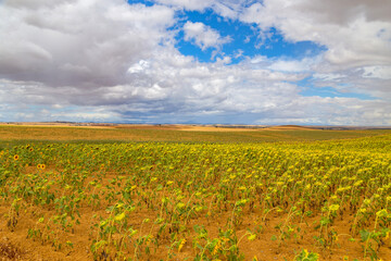 Fototapeta na wymiar Field of sunflowers in Spain