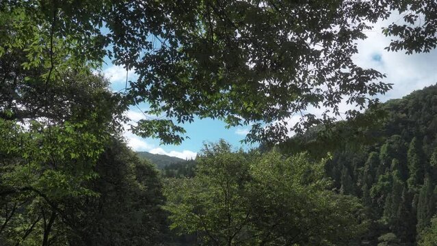 風に揺れる木と間から観える山