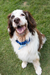 Springer spaniel portrait