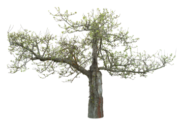 Ancient fruit tree in early spring, with new leaves and buds. Transparent png.