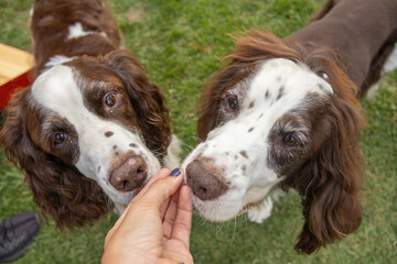 Two springer spaniels sharing treat