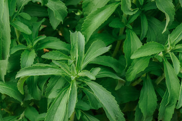 Stevia bush in the garden.Stevia rebaudiana.Vegetable sweetener.Alternative Low Calorie Vegetable Sweetener.Sugar substitute. Natural dietary sweetener.