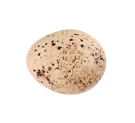 One speckled quail egg isolated on white, top view
