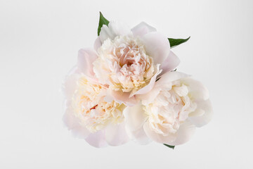 Beautiful peonies on white background, top view