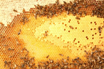 Honeycomb with bees as background, top view