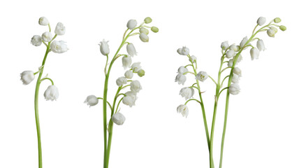 Set of beautiful lily of the valley flowers on white background