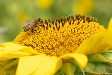 Honey Bee on a beautiful yellow sunflower collecting pollen