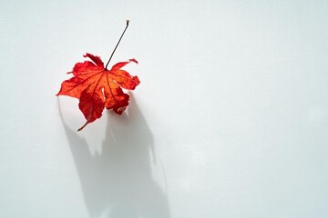 紅葉したモミジの葉の白背景写真