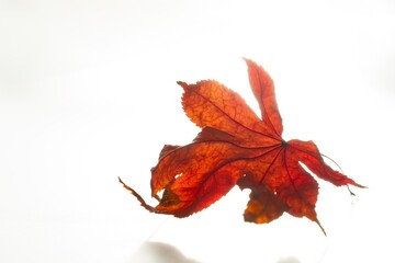 紅葉したモミジの葉の白背景写真