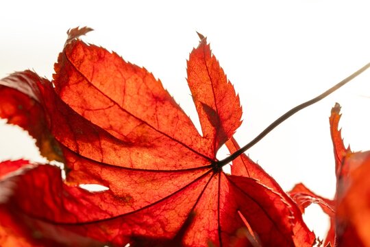 紅葉したモミジの葉の白背景写真