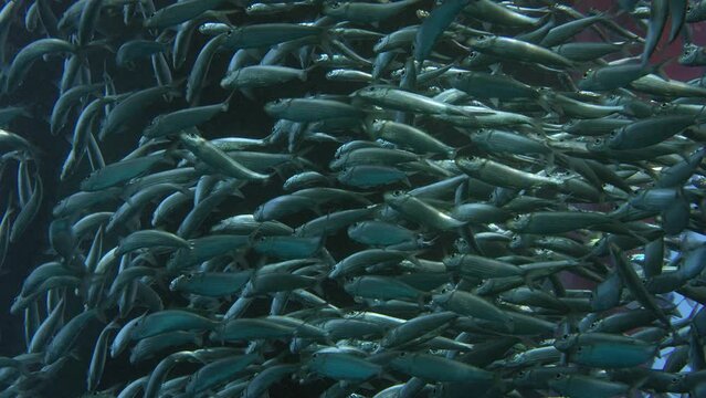 Large shoal of fish, Blacktip sardinella (Sardinella melanura) ripples and sways, Raja Ampat, Indonesia, Asia