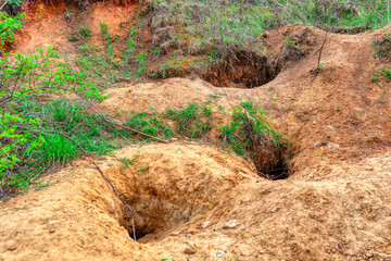 Obraz premium Animal burrow in the ground . Natural holes in the ground