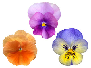 紫、オレンジ色、青、色とりどりのパンジーの花